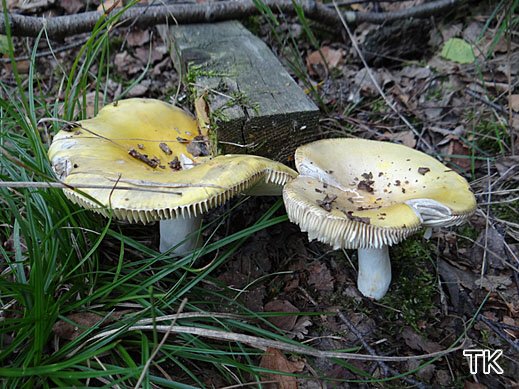 Russula claroflava - Gelber Graustieltäubling