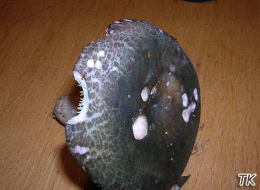 Russula cutefracta