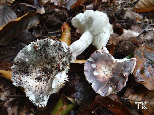 Russula graveolens var. megacantha - Stinkender Heringstäubling