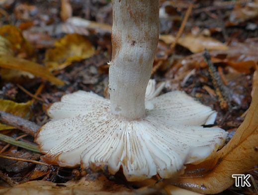 Strobilomyces strobilaceus - Russula illota - Morsetäubling