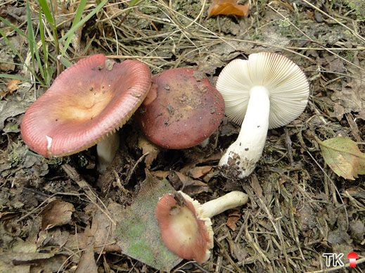 Milder Glanztäubling (Russula nitida)