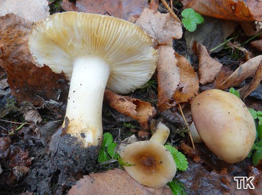 Russula puellaris - Milder Wachstäubling