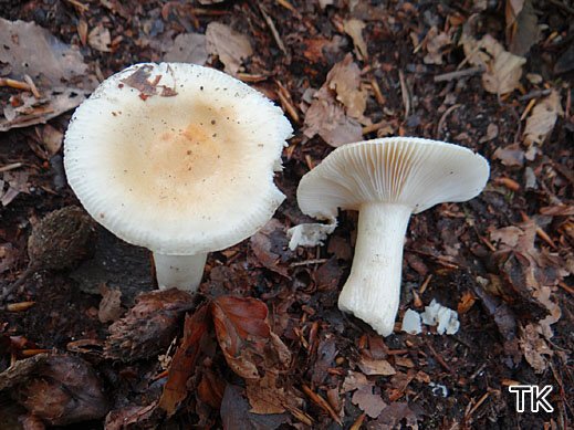 Russula raoultii