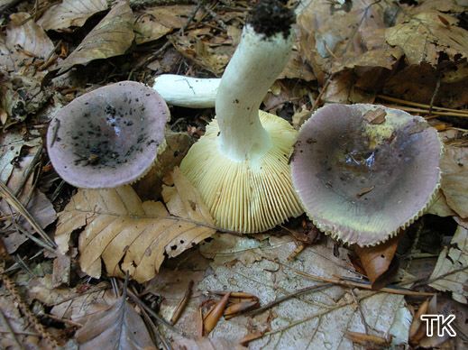 Russula turci - Jodoformtäubling