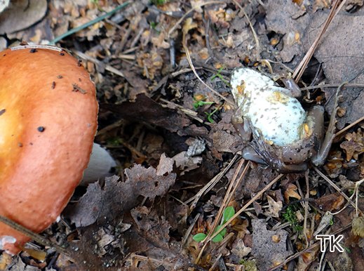 Russula velenovskyi - Ziegelroter Täubling