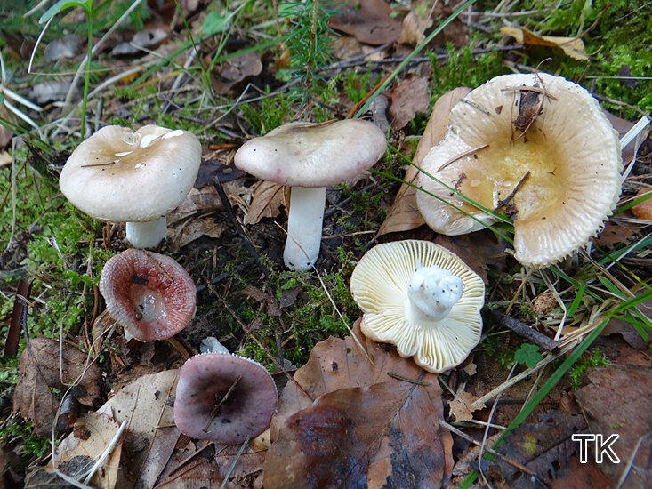 Vielfarbiger Täubling (Russula versicolor)