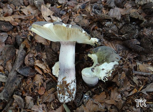 Russula violeipes - Violettstieliger Pfirsichtäubling