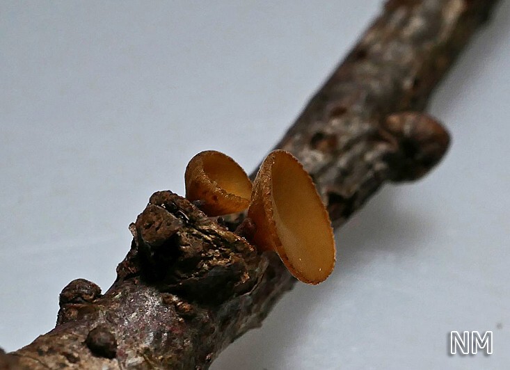 Zäher Stromabecherling (Rutstoemia firma)