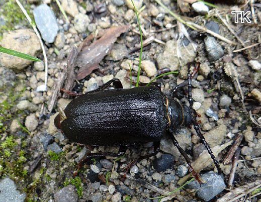 Prionus coriarius - Sägebock