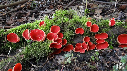 Sarcoscypha austriaca - Gemeiner Prachtbecherling