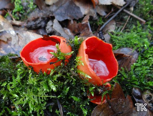 Sarcoscypha austriaca - Prachtbecherling