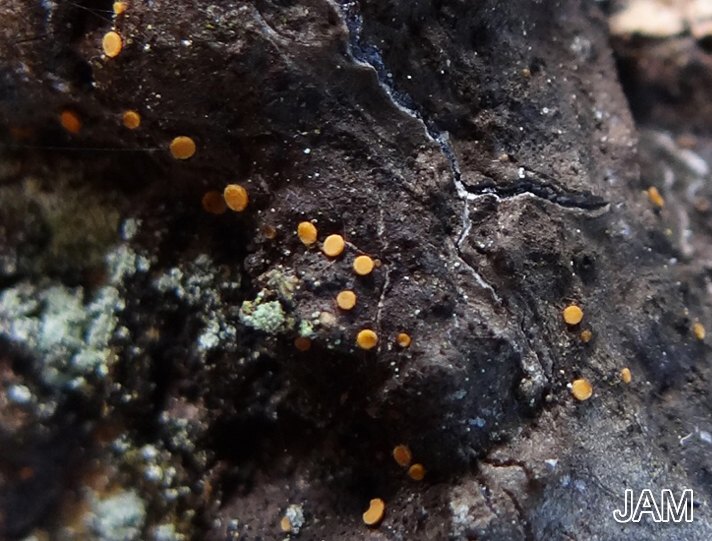 Harzpilzchen (Sarea resinae)