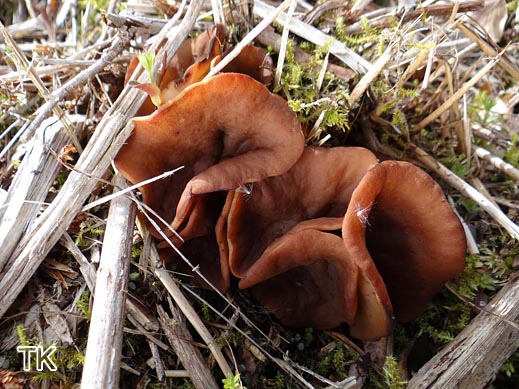 Größter Scheibling (Gyromitra ancilis)