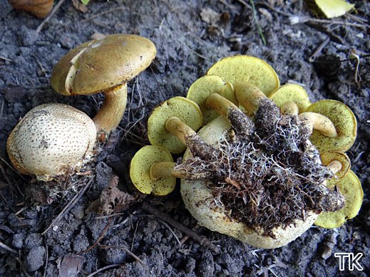 Schmarotzerröhrling (Pseudoboletus parasiticus)