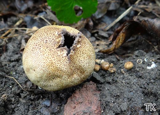 Scleroderma areolatum - Leopardenfellhartbovist