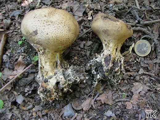 Scleroderma verrucosum - Dünnschaliger Kartoffelbovist
