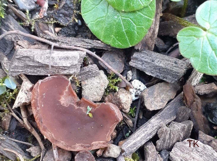 Sclerotinia binucleata