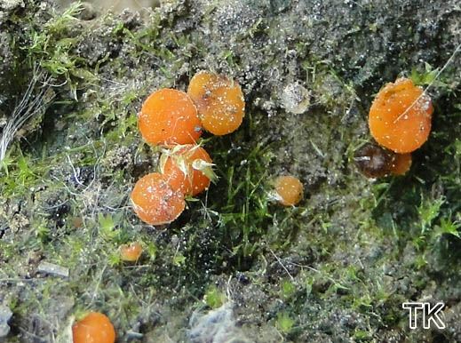 Scutellinia crucipila - Sternhaariger Schildborstling