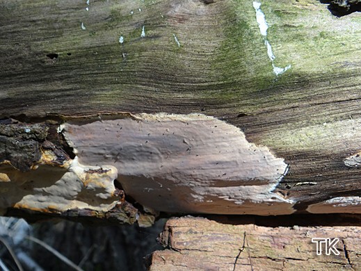 Scytinostroma hemidichophyticum Auffälliger Lederrindenpilz