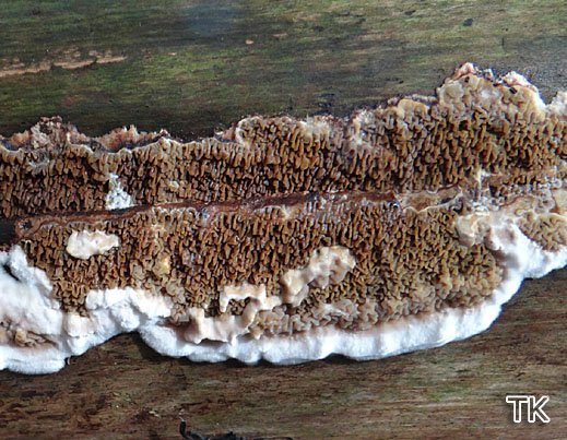 Serpula himantioides - Wilder Hausschwamm
