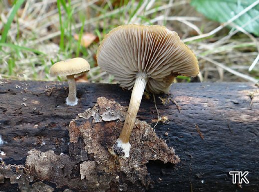 Simocybe sumptuosa Üppiger Olivschnitzling