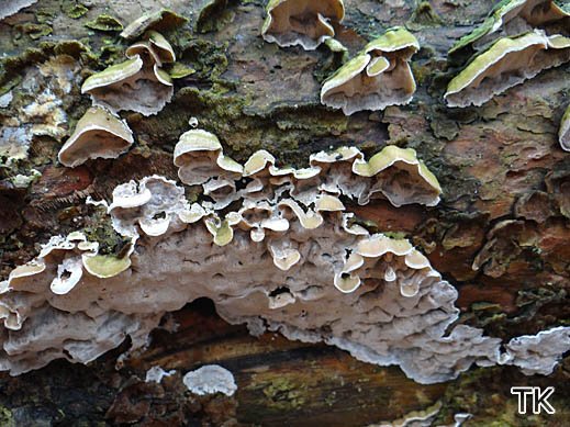 Skeletocutis carneogrisea Fleischgrauer Weichporling Skeletocutis carneogrisea Fleischgrauer Weichporling