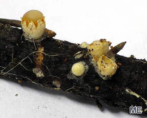 Sphaerobolus stellatus - Kugelschneller
