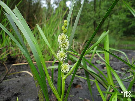 Sparganium emersum - Einfacher Igelkolben