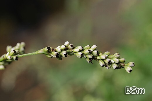 Sphacelotheca hydropiperis - Brandpilz auf Polygonum mite