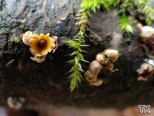 Sphaerobolus stellatus - Kugelschneller