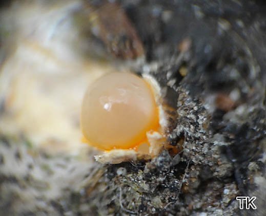 Sphaerobolus stellatus - Kugelschneller