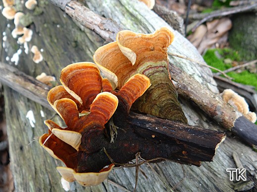 Stereum insignitum - Braunsamtiger Schichtpilz