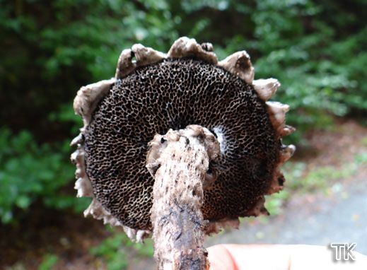Strobilomyces strobilaceus - Strubbelkopf-Röhrling