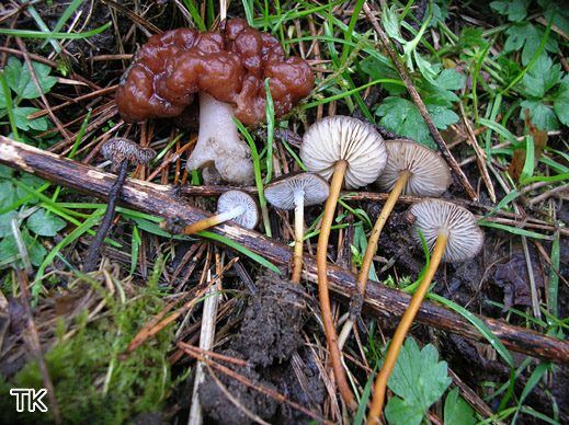 Strobilurus tenacellus