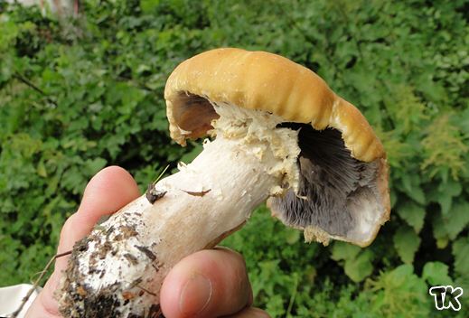 Stropharia rugosoannulata - Rotbrauner Riesenträuschling