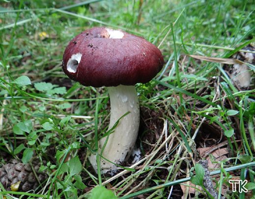 Stropharia rugosoannulata - Riesenträuschling