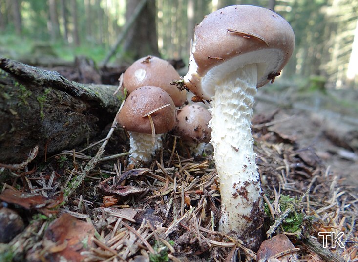 Üppiger Träuschling (Stropharia hornemannii)