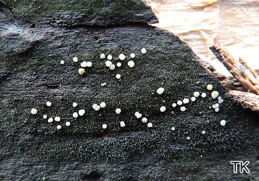 Strossmayeria basitricha
