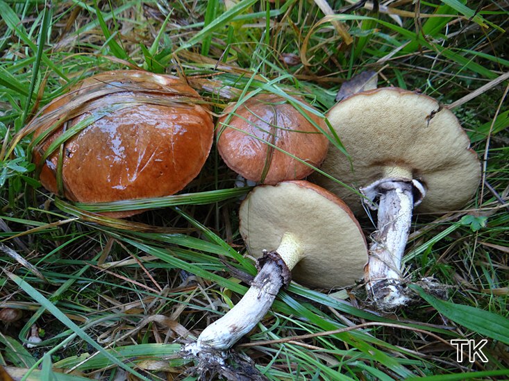Butterpilz (Suillus luteus)
