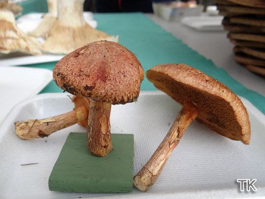 Suillus tridentinus