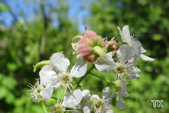 Narrentasche (Taphrina padi)