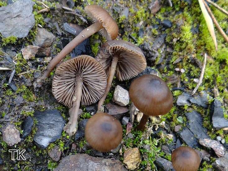 Kohlengraublatt (Tephrocybe ambusta)