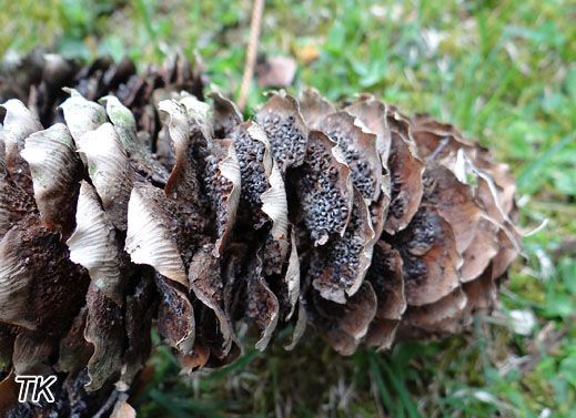 Fichtenzapfenrostpilz (Thekopsora areolata)