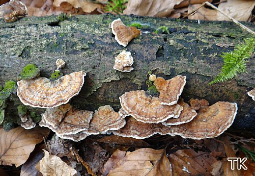 Trametes ochracea Zonentramete Trametes ochracea Zonentramete