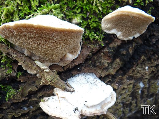 Trametes suaveolens - Anis-Tramete