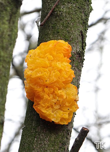 Tremella mesenterica Tremella mesenterica