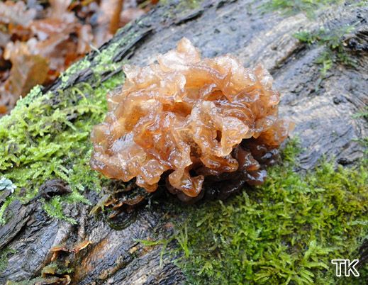 Tremella foliacea - Blattartiger Zitterling