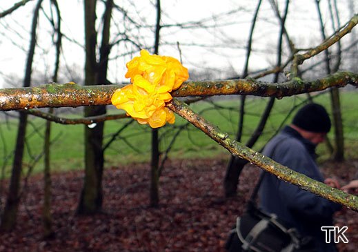 Tremella mesenterica - Goldgelber Zitterling