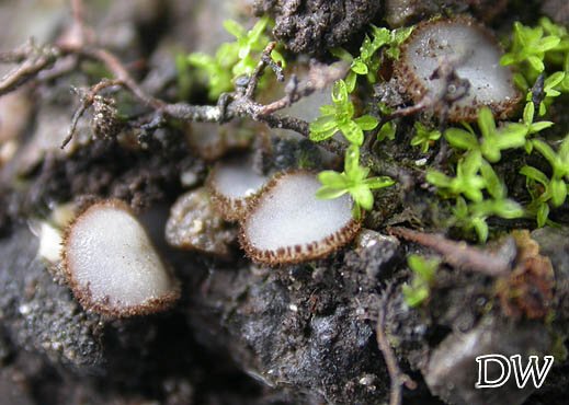 Trichophaea woolhopeia - Woolhop`scher Borstling