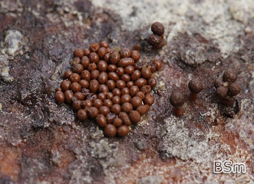 Trichia persimilis